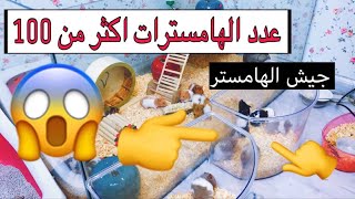 صار عندي 29 هامستر من زوج واحد 😍 تتخيلون بيصير عددهم اكثر من 100 في اقل من شهر 🤕 / Mohamed Vlog
