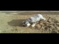 miniature schnauzers hunting crabs