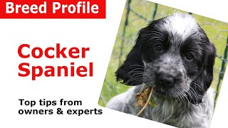 Cocker Spaniel Dog Breed Guide