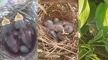 From Eggs to Flight - Northern Mockingbird