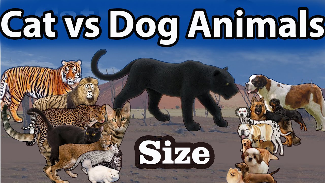 Cats vs Dogs size comparison 2021 LİVİNG EXTİNCT living vs extinct