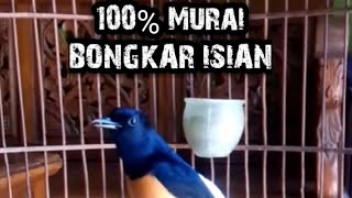 Download Lagu 100% Murai pasti MELAWAN dan BONGKAR ISIAN MP3
