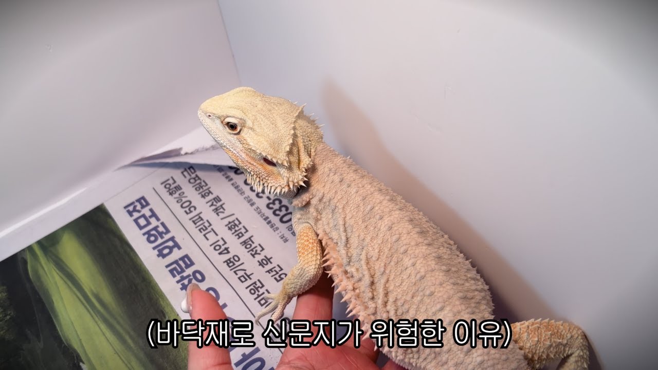 신문지를 먹어버린 도마뱀ㅣ도마뱀 VLOG