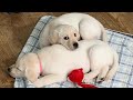 Pups & DUCKS!? Labrador Puppies' Adorable Antics