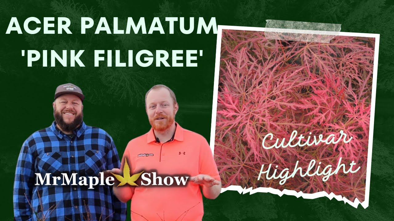 acer-palmatum-pink-filigree-rare-japanese-maple-cultivar