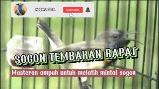 Masteran Sogon Tembakan Rapat