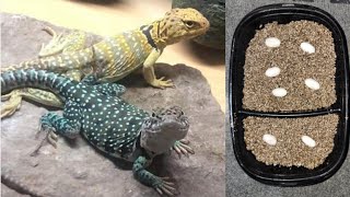 I Got Eggs From My Collared Lizards! But Zeus Isn't Doing Good 😔