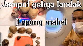 Download Lagu Penjemputan Geliga landak tepung #081389891852 #batulandak #abuzaid MP3