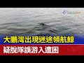 大鵬灣出現迷途領航鯨 疑脫隊誤游入遭困