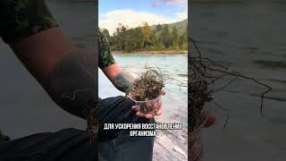 💪 Одно из лучших растений при усталости и пониженном иммунитете - Маралий корень #фитотерапия