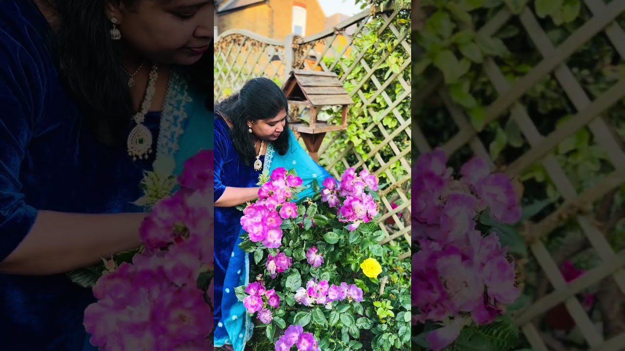 Обрезка лондонских роз 