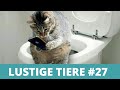 LUSTIGE TIERE - Witzige Tiervideos, Lustige Tiere Compilation #27