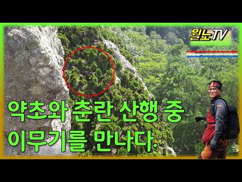Medicinal Plants and South Korean Wild Chunran