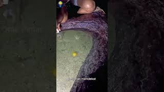 Trik memecahkan telur untuk menangkap cumi-cumi dengan tangan kosong