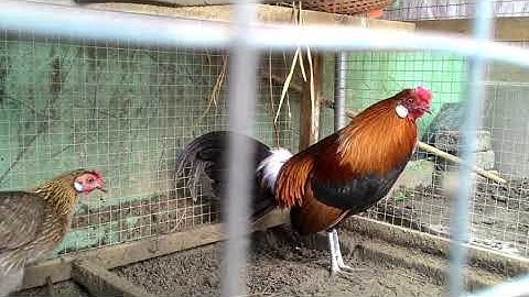 Gà rừng rặc thuần hóa gáy cực phê|Gà Rừng Miền Núi