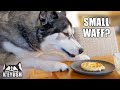 Telling My Husky I SHRUNK The WAFFLES! He’s Not Happy!