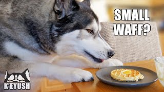 Telling My Husky I SHRUNK The WAFFLES! He’s Not Happy!