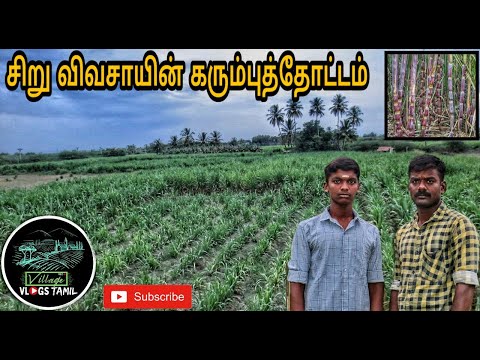 சிறு விவசாயின் கரும்புத்தோட்டம் | Small Farmer's Sugarcane Plantation |