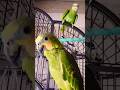 #amazon #talkingparot #birds #parrot #cute #pets #subscribe #shorts #short #viral #video #vlog#funny