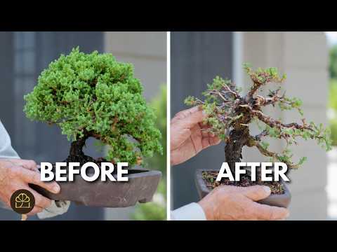 Incredible Bushy To Bare Transformation