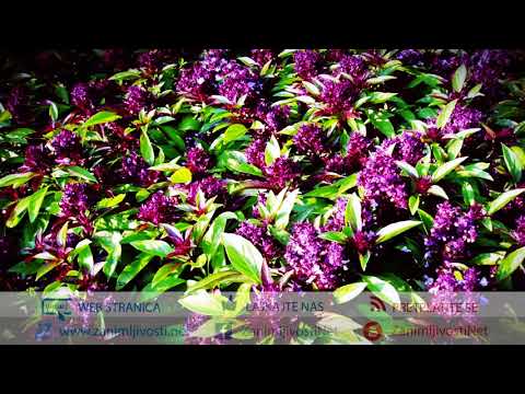 Video: Cvjetanje biljke bosiljka - što učiniti za cvjetanje bosiljka