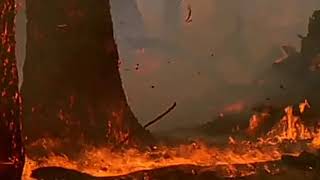 Documental eucalipto :polvorín
