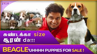 Beagle நாயின் நிஜமுகம் | Beagle dogs review in Tamil | Beagle Puppies for Sale | Dog review Tamil ET