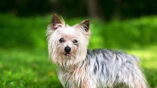 #Yorkshire Terrier #Dog #cute Dog  All information in description