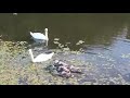 Cygnets on the canal
