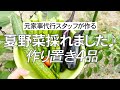 【夏バテ解消】採れたて夏野菜で暑さを乗り切る作り置き4品