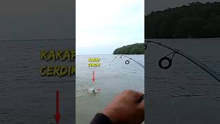 Segera siapkan serok kalau strike Kakap cerdik seperti ini #mancing_barramundi #mancing_dilaut