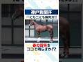 【神戸新聞杯 2026】春の雪辱を晴らす時！？切れ味ならロブチェンをも上回る実力馬の末脚に注目