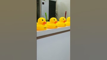 Rubber Ducky #shortvideo #viral #ducks#trending