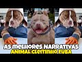 Vídeo animal engraçado, Cleitinho Fubá, Caramelo e sua turma 2025