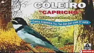 Coleiro 3 nota capricho 1hora