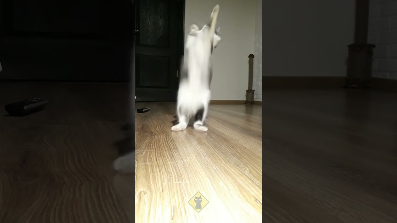 Cat parkour