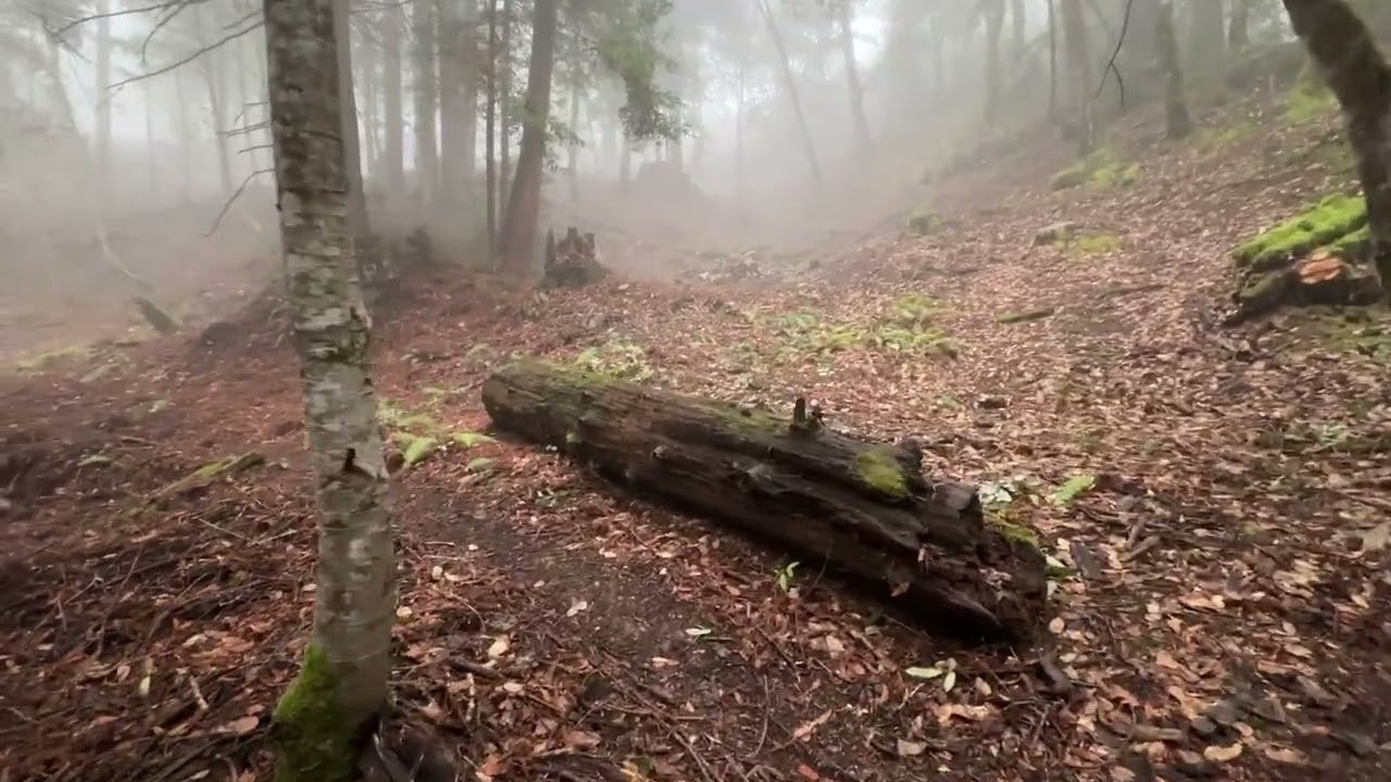 Mushroom Exploring and Newly Found Treasures in the Redwoods