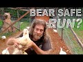 Bear Safe Chicken Run - PT 3 - Raising Rocky Mountain Chickens