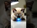 Sapphire or me?💕 #cat #ai #kitten #funny #viral #sapphire