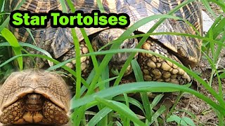 star tortoises /Lanka Wild