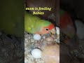 African lovebird feeding her babies l 5 th day baby African lovebirds l #shorts Mp3 Song
