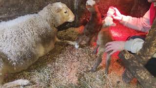 видео: Подкормка Катумских ягнят из большого окота коровьим молоком. картинка: Подкормка Катумских ягнят из большого окота коровьим молоком.