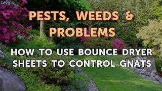How to Use Bounce Dryer Sheets to Control Gnats