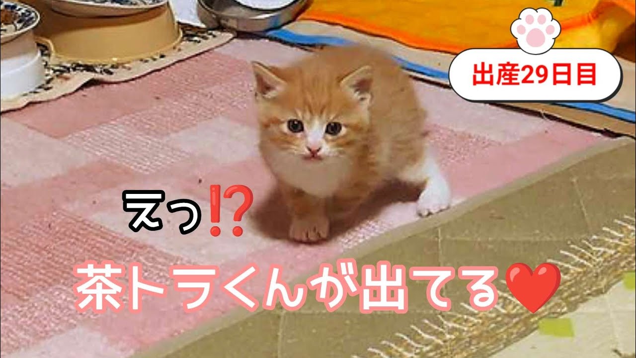 [生後29日目]茶トラくんがハウスから出ました❤️