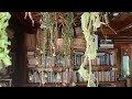 Plant medicine series snippet from an herbalists daily life  touring the herb room