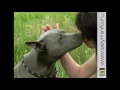 Thai Ridgeback Dog -  Тайский Риджбек - «Миллион друзей»