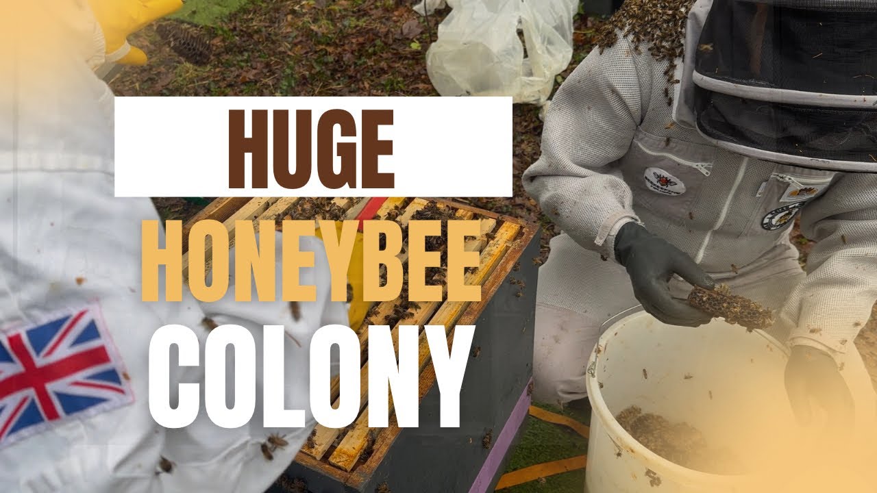 Rescued Honeybees