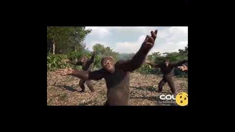 Look how this monkey is jumping  on the cricket net in #### the😄🤣🤔stadium in the morning