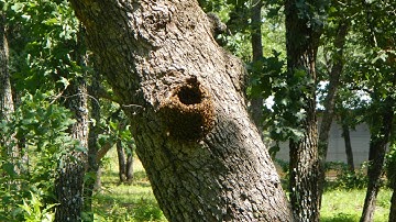 Bee Tree Removal - Honeybees