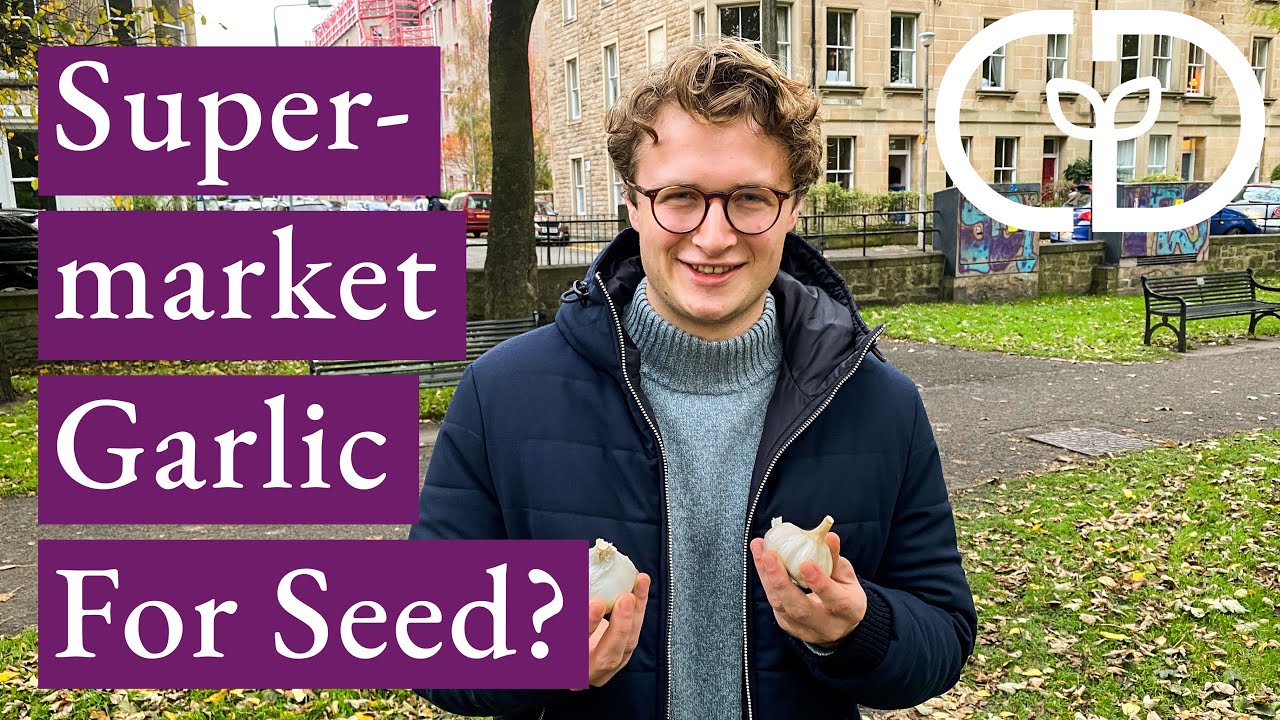 Supermarket Garlic For Seed?